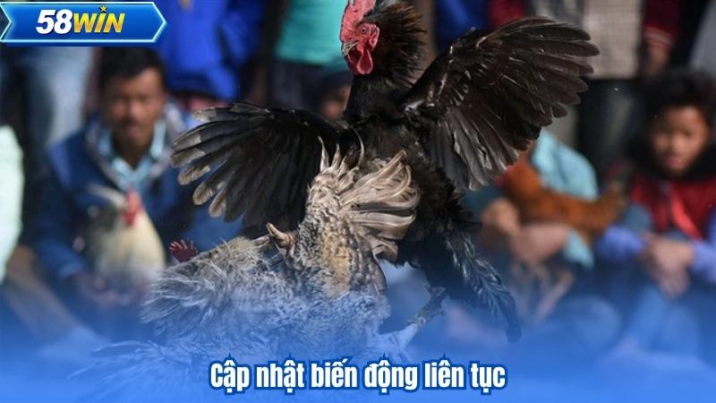 Cập nhật biến động liên tục