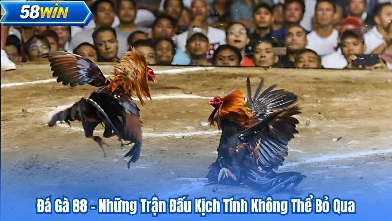 Đá Gà 88 - Những Trận Đấu Kịch Tính Không Thể Bỏ Qua
