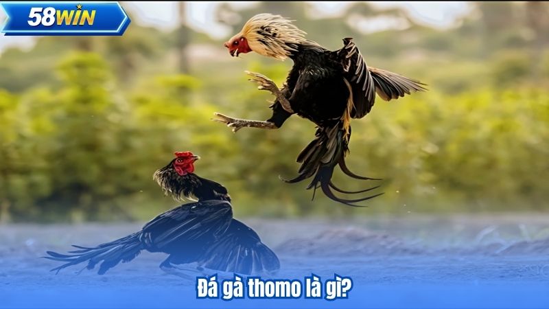 Đá gà thomo là gì?