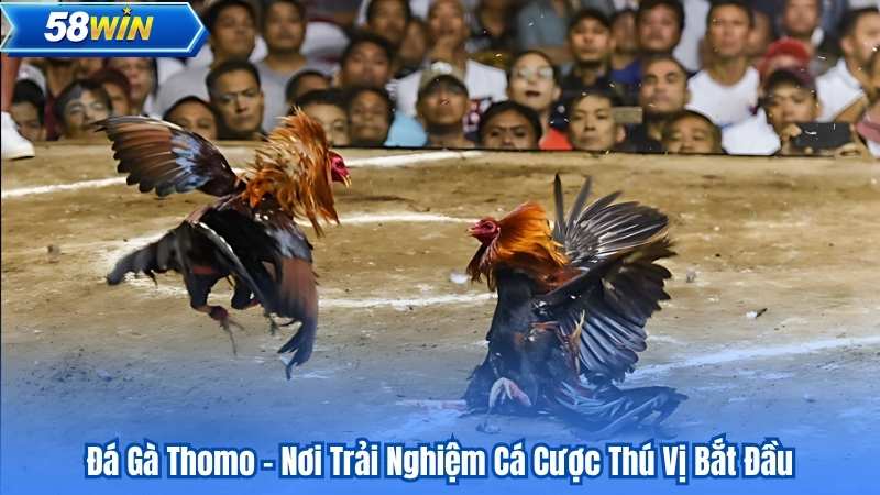 Đá Gà Thomo - Nơi Trải Nghiệm Cá Cược Thú Vị Bắt Đầu