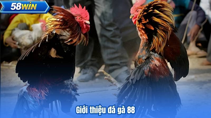 Giới thiệu đá gà 88