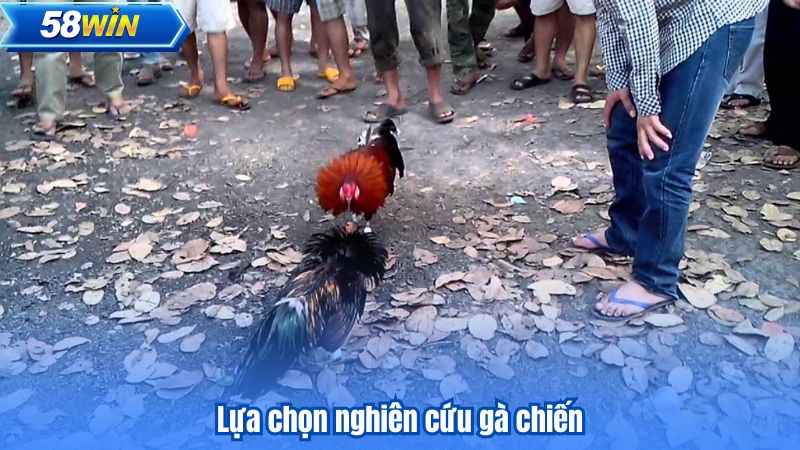 Lựa chọn nghiên cứu gà chiến