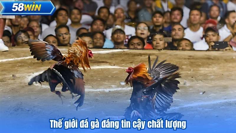 Thế giới đá gà đáng tin cậy chất lượng
