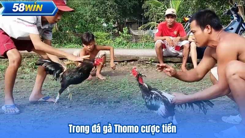 Trong đá gà Thomo cược tiền